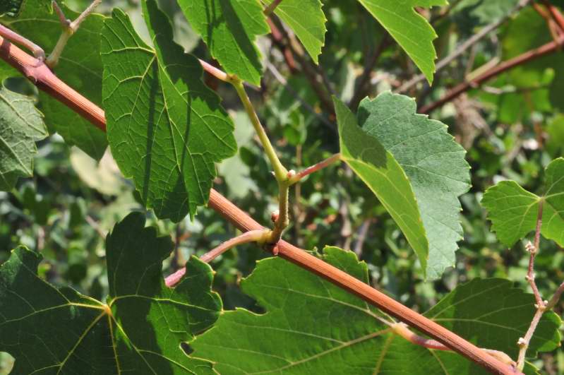 Vitis vinifera sl.